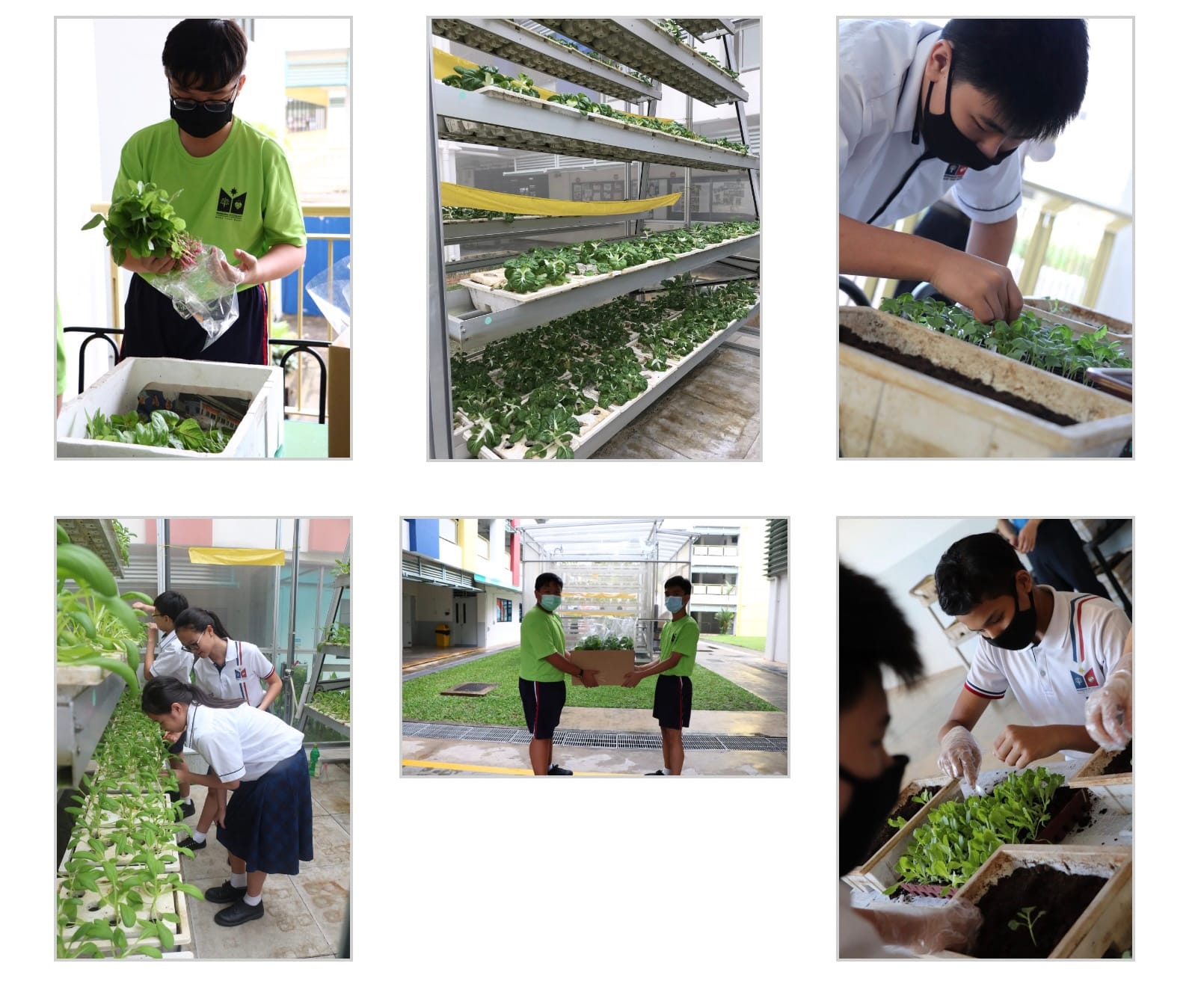 Six photos of masked students tending to hydroponic plants, handling seedlings, and carrying a box in a school garden.